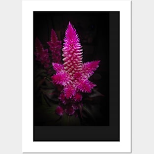 Celosia Intenz Posters and Art